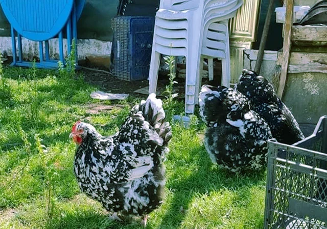 Орпінгтон мармуровий, спліш, білий. Кури, курчата, яйце інкубаційне - фото № 2