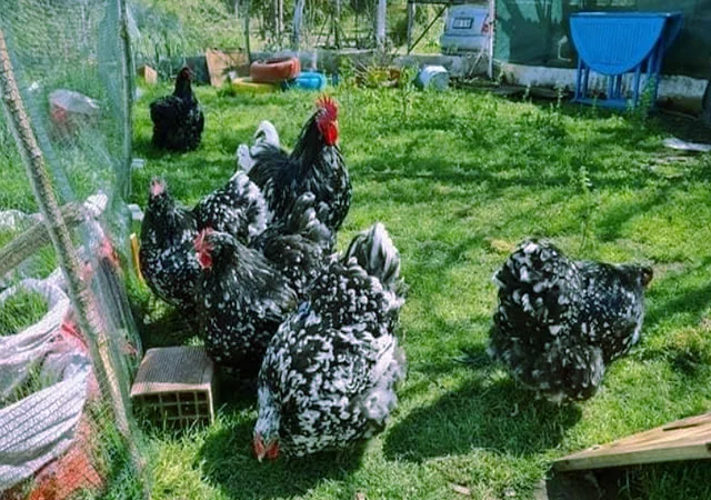 Орпінгтон мармуровий, спліш, білий. Кури, курчата, яйце інкубаційне - фото № 3