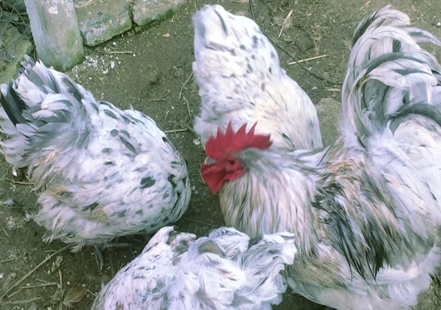 Орпінгтон мармуровий, спліш, білий. Кури, курчата, яйце інкубаційне - фото № 4