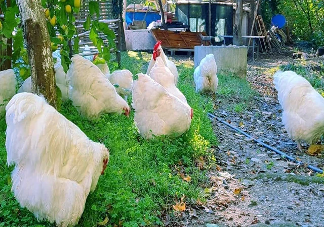 Орпінгтон мармуровий, спліш, білий. Кури, курчата, яйце інкубаційне - фото № 5
