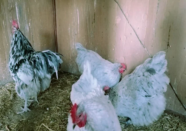 Орпінгтон мармуровий, спліш, білий. Кури, курчата, яйце інкубаційне - фото № 7