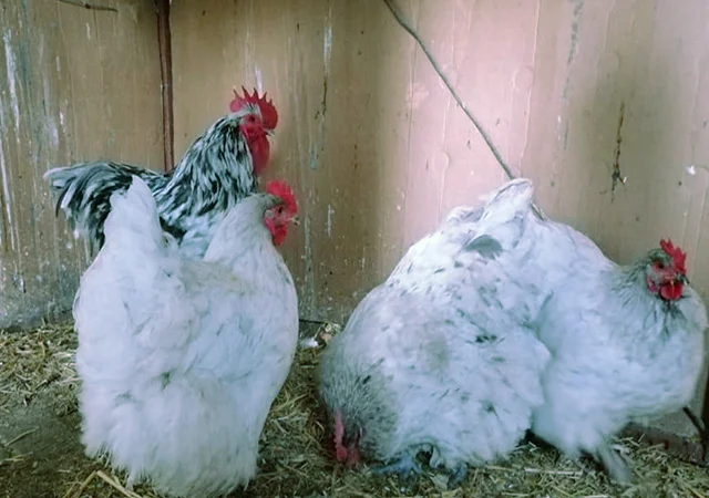 Орпінгтон мармуровий, спліш, білий. Кури, курчата, яйце інкубаційне - фото № 8