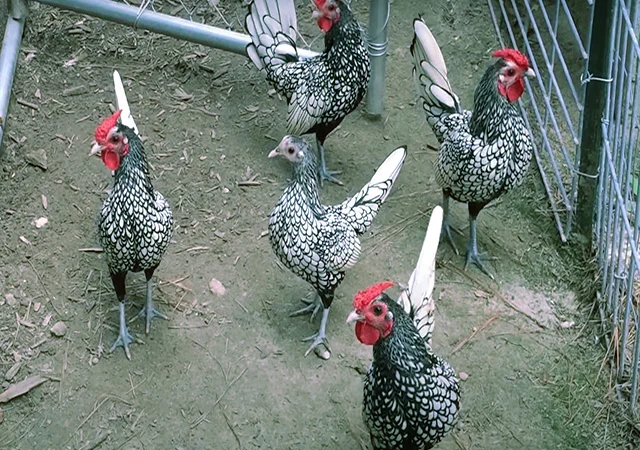 Сібрайт золото, срібло. Кури, курчата, яйце інкубаційне - фото № 1