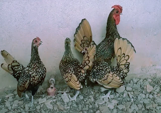 Сібрайт золото, срібло. Кури, курчата, яйце інкубаційне - фото № 2