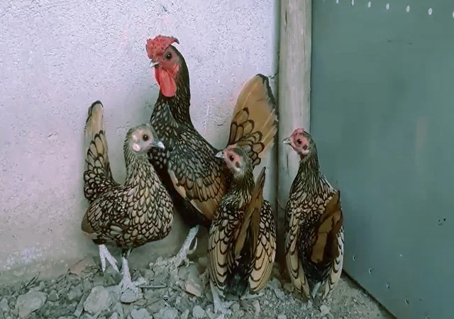 Сібрайт золото, срібло. Кури, курчата, яйце інкубаційне - фото № 3