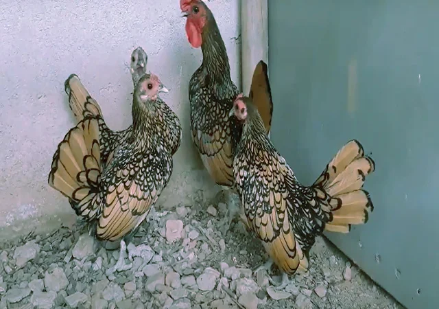 Сібрайт золото, срібло. Кури, курчата, яйце інкубаційне - фото № 5