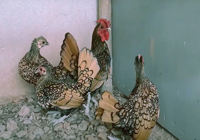 Сібрайт золото, срібло. Кури, курчата, яйце інкубаційне - фото № 6