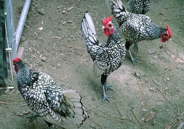 Сібрайт золото, срібло. Кури, курчата, яйце інкубаційне - фото № 7