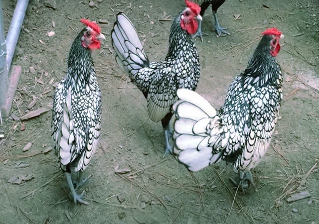 Сібрайт золото, срібло. Кури, курчата, яйце інкубаційне - фото № 8