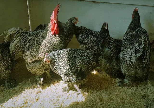 Мехеленська зозуля (Малин) смугастий, білий.Курчата, яйце інкубаційне - фото № 2