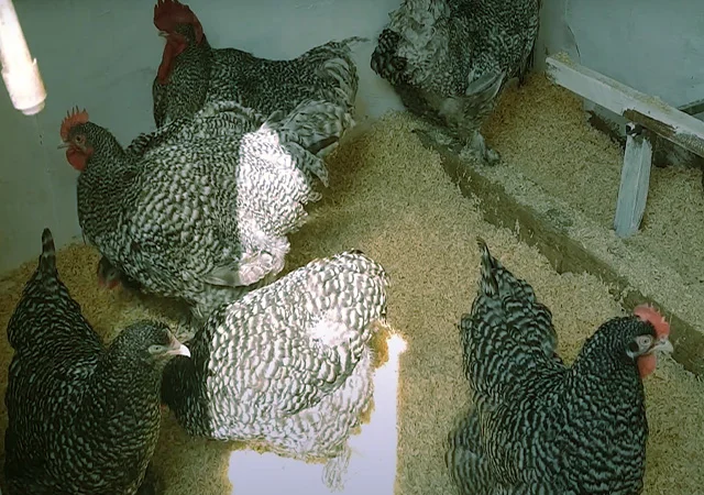 Мехеленська зозуля (Малин) смугастий, білий.Курчата, яйце інкубаційне - фото № 3