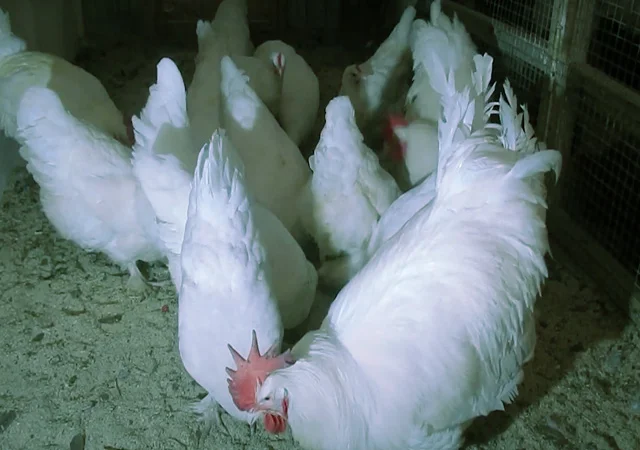 Мехеленська зозуля (Малин) смугастий, білий.Курчата, яйце інкубаційне - фото № 4