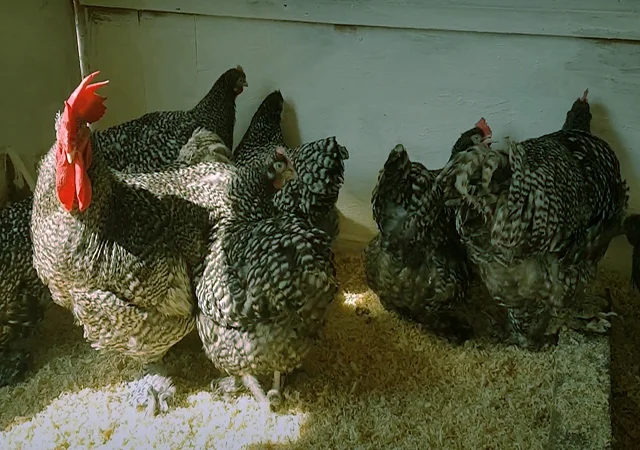 Мехеленська зозуля (Малин) смугастий, білий.Курчата, яйце інкубаційне - фото № 5