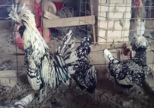 Інкубаційне яйце Падуан, забарвлення срібло, золото - фото № 1