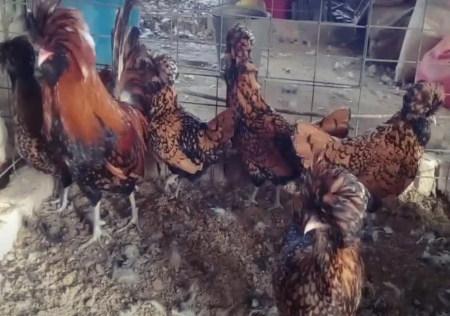 Інкубаційне яйце Падуан, забарвлення срібло, золото - фото № 2