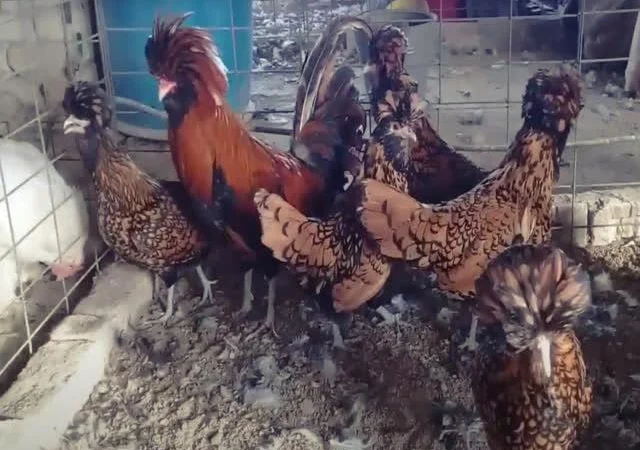 Інкубаційне яйце Падуан, забарвлення срібло, золото - фото № 3