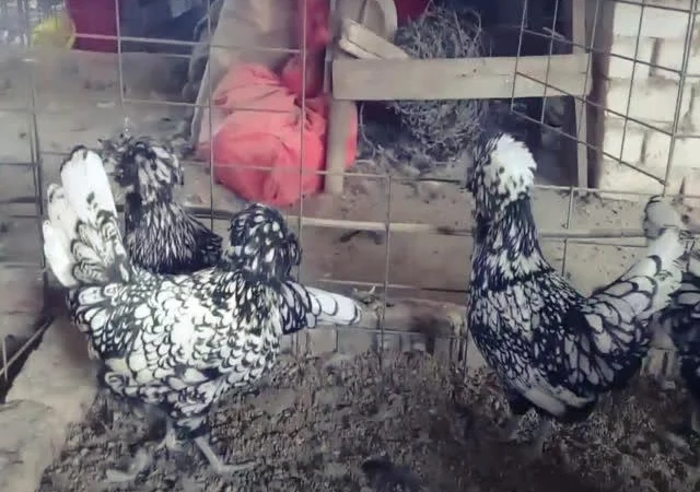 Інкубаційне яйце Падуан, забарвлення срібло, золото - фото № 4