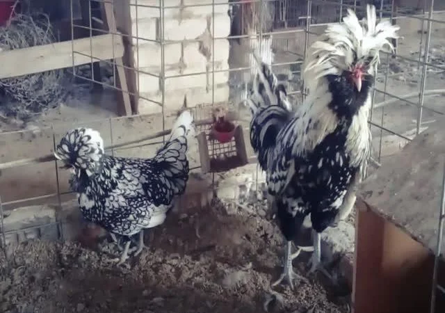 Інкубаційне яйце Падуан, забарвлення срібло, золото - фото № 5