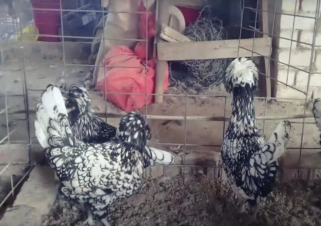 Інкубаційне яйце Падуан, забарвлення срібло, золото - фото № 6