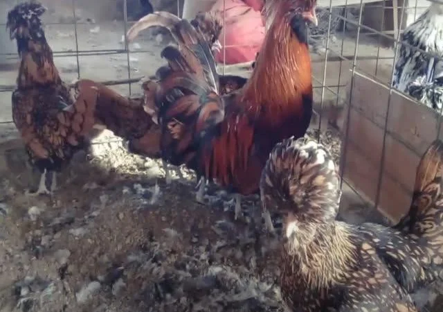 Інкубаційне яйце Падуан, забарвлення срібло, золото - фото № 7