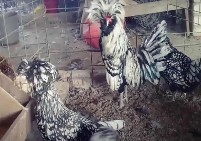 Інкубаційне яйце Падуан, забарвлення срібло, золото - фото № 8