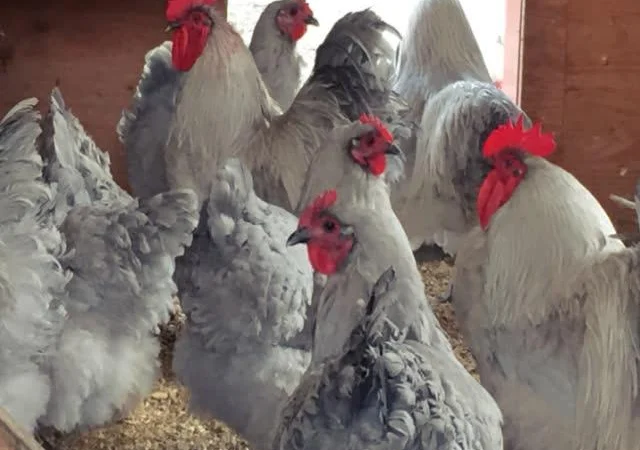 Орпінгтон яйце інкубаційне, забарвлення червоне, лимон, лавандове - фото № 1