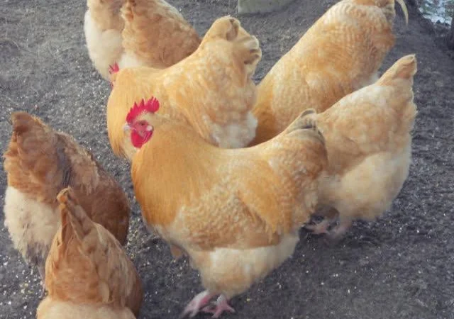 Орпінгтон яйце інкубаційне, забарвлення червоне, лимон, лавандове - фото № 2