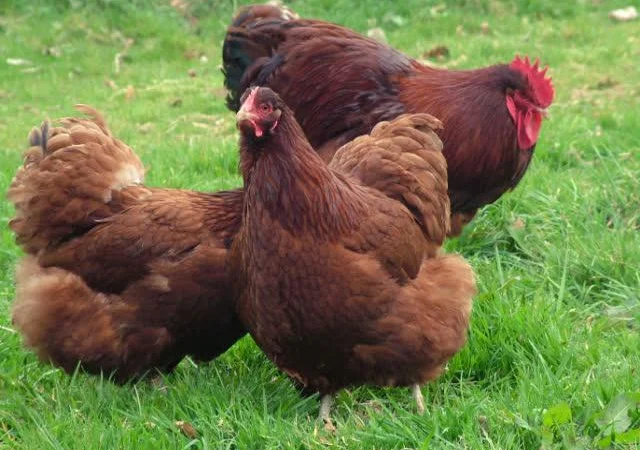 Орпінгтон яйце інкубаційне, забарвлення червоне, лимон, лавандове - фото № 3