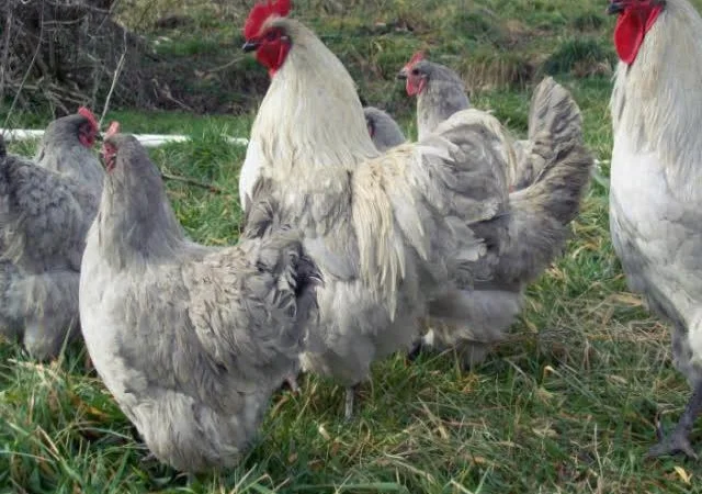 Орпінгтон яйце інкубаційне, забарвлення червоне, лимон, лавандове - фото № 4