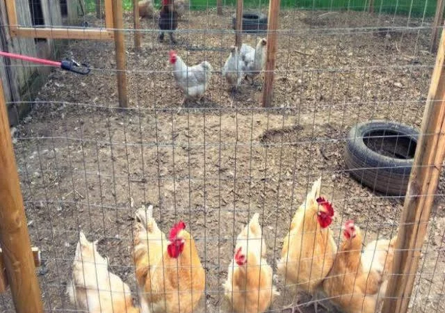 Орпінгтон яйце інкубаційне, забарвлення червоне, лимон, лавандове - фото № 5