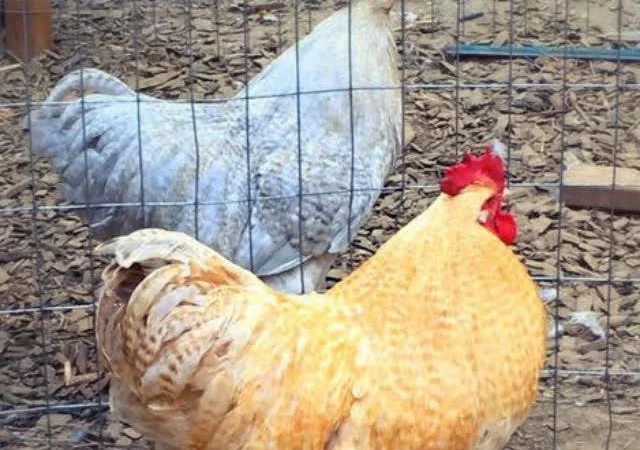 Орпінгтон яйце інкубаційне, забарвлення червоне, лимон, лавандове - фото № 6