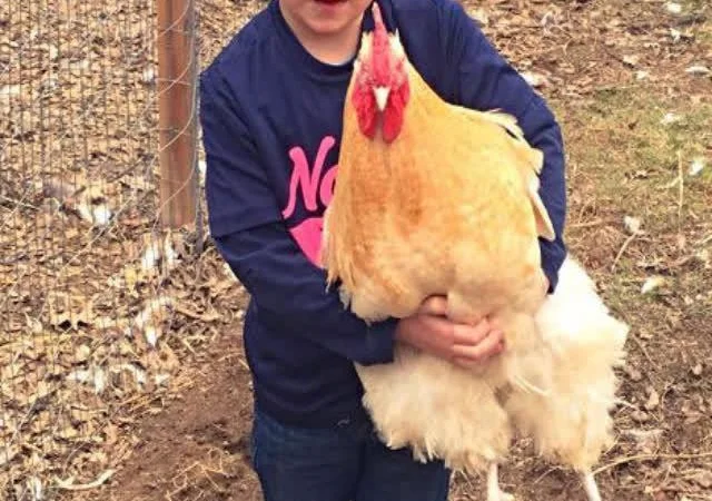 Орпінгтон яйце інкубаційне, забарвлення червоне, лимон, лавандове - фото № 8