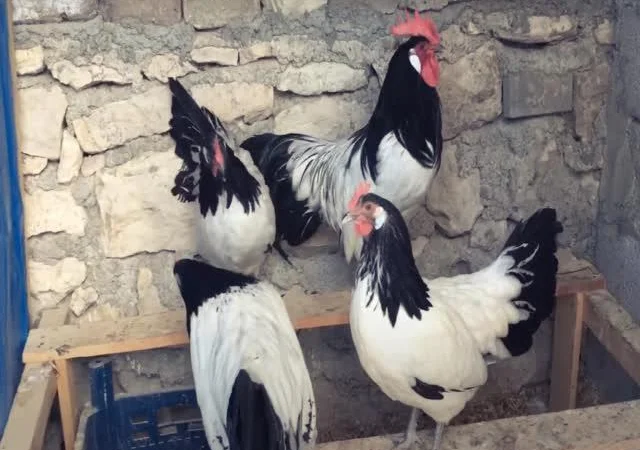 Інкубаційне яйце Лакенфельдер - фото № 1