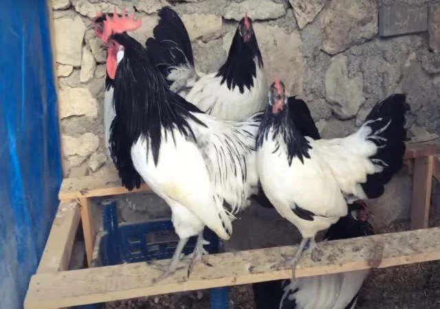 Інкубаційне яйце Лакенфельдер - фото № 2