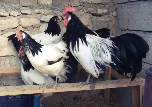 Інкубаційне яйце Лакенфельдер - фото № 3