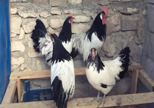 Інкубаційне яйце Лакенфельдер - фото № 4