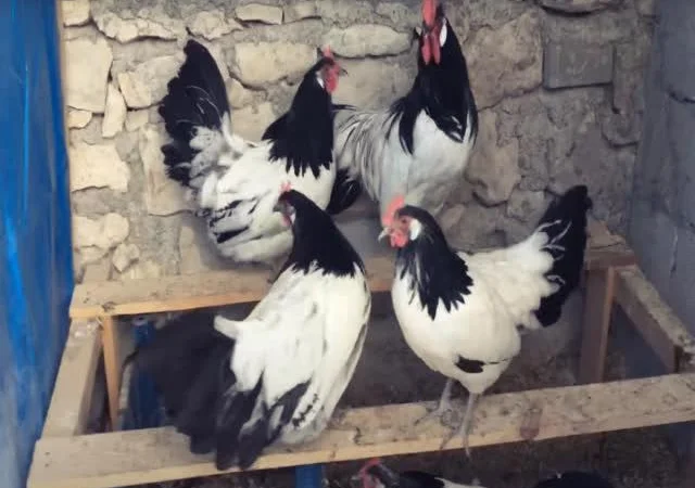 Інкубаційне яйце Лакенфельдер - фото № 5