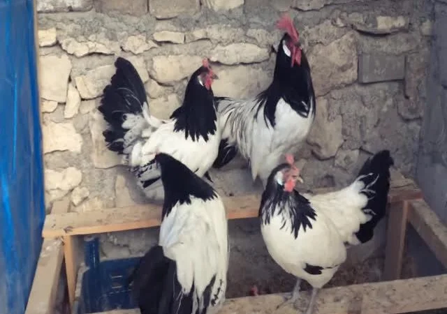 Інкубаційне яйце Лакенфельдер - фото № 6