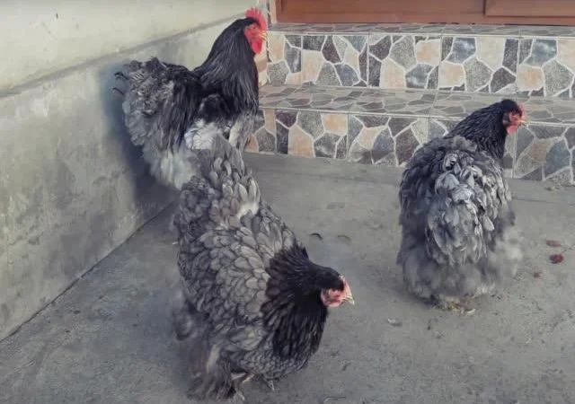 Інкубаційне яйце Кохінхін - блакитний, мармур, золото - фото № 1