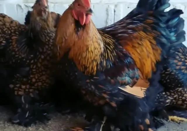 Інкубаційне яйце Кохінхін - блакитний, мармур, золото - фото № 2