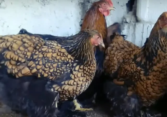 Інкубаційне яйце Кохінхін - блакитний, мармур, золото - фото № 3