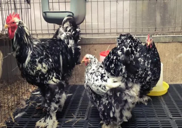 Інкубаційне яйце Кохінхін - блакитний, мармур, золото - фото № 4