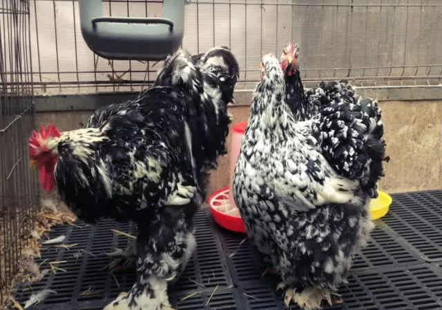 Інкубаційне яйце Кохінхін - блакитний, мармур, золото - фото № 5