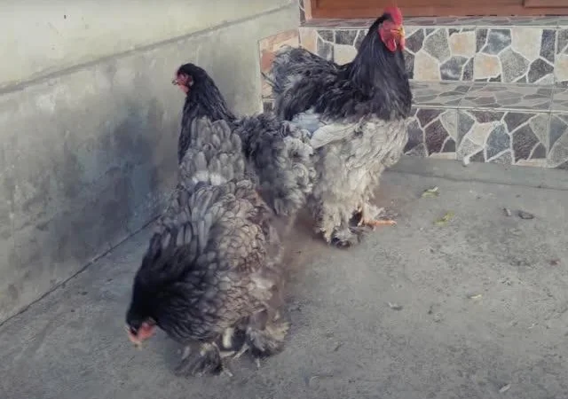 Інкубаційне яйце Кохінхін - блакитний, мармур, золото - фото № 6