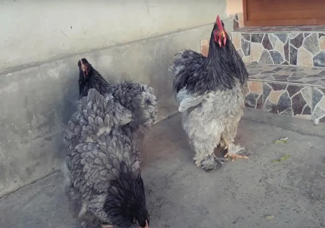 Інкубаційне яйце Кохінхін - блакитний, мармур, золото - фото № 7