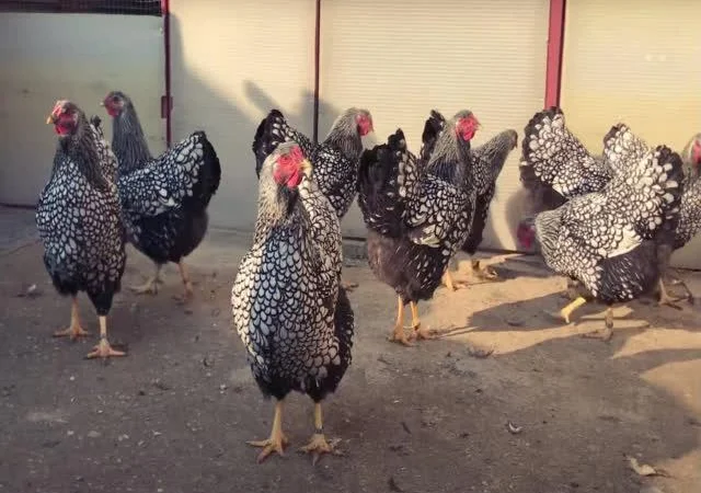 Віандот інкубаційне яйце сріблястий, колумбійський - фото № 1