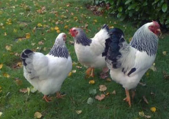 Віандот інкубаційне яйце сріблястий, колумбійський - фото № 2