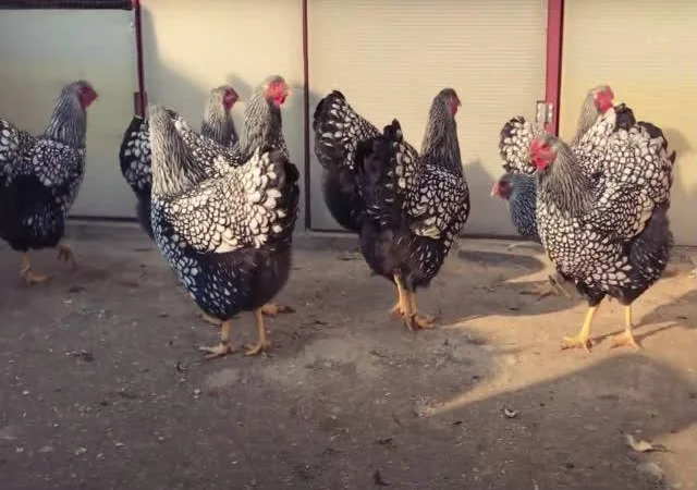 Віандот інкубаційне яйце сріблястий, колумбійський - фото № 3