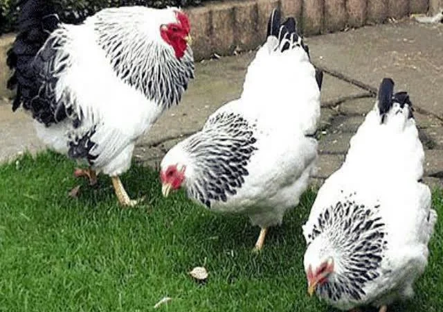 Віандот інкубаційне яйце сріблястий, колумбійський - фото № 4