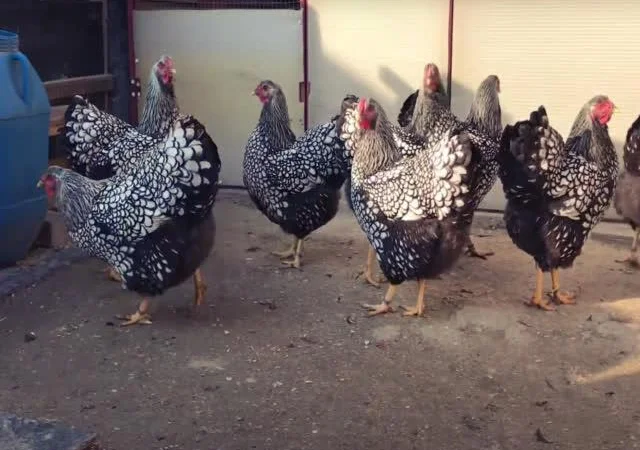 Віандот інкубаційне яйце сріблястий, колумбійський - фото № 5